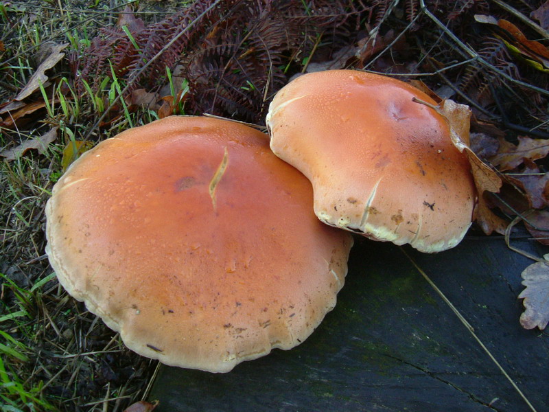 Strophariaceae su ceppaia